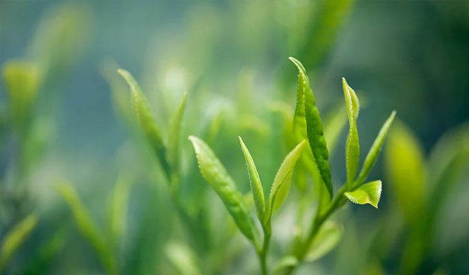 你了解茶葉最佳的沖泡方法嗎？